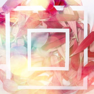 arka plan katlama çiçek makro / kırmızı çiçek, soyut aroma arka plan nazik yaz gül