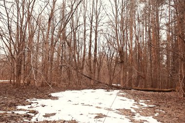 ormanda erken ilkbahar / yapraksız ağaçlar, kar erir, ilkbaharda gri üzgün orman parkı