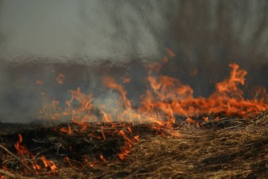 tarlada yangın / kuru ot yangın, yanan saman, eleman, doğa manzara, rüzgar