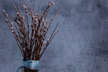 kedi-söğüt söğüt / dalları çiçek, bahar kavramı, Paskalya tatili, arka plan