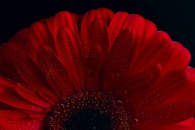 kırmızı gerbera çiçek / kırmızı güzel yaz çiçeği, aroma kokusu kavramı