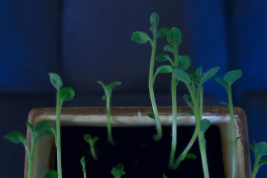 Çaydanlıktaki genç filizler / taze yeşiller, biyoloji, botanik konsepti