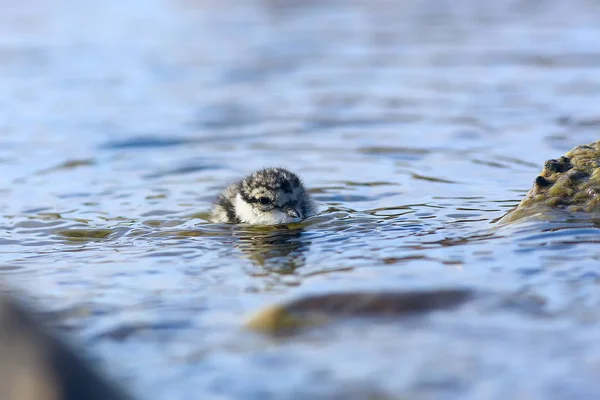 Little Cute Chick Little Gull Wild Beautiful Chick Wild — Stock Photo, Image