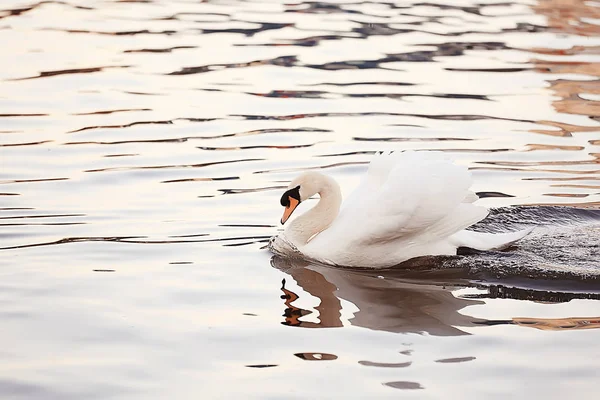 Weiße Schwäne Wasser Wilde Schöne Vögel Schwäne Der Natur — Stockfoto