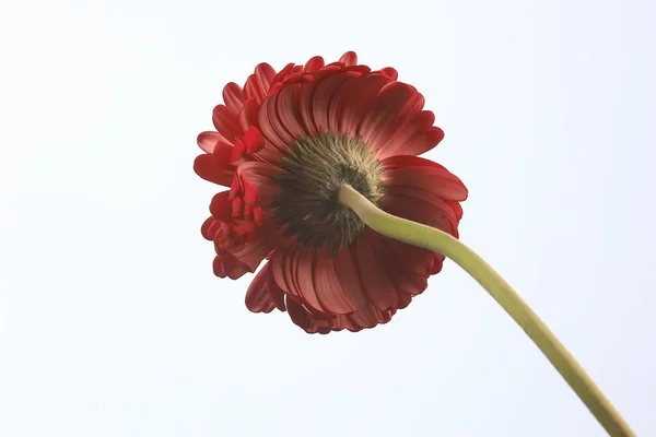 Rote Gerbera Blume Rote Schöne Sommerblume Aroma Duft Konzept — Stockfoto