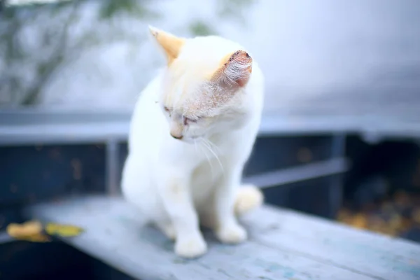 Gatto Strada Gatto Solitario Seduto Fuori Animale Domestico Randagio — Foto Stock