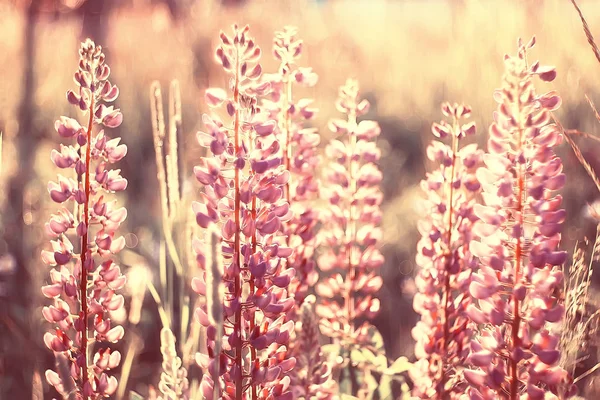 Primavera Verão Flores Fundo Vintage Tonificação Natureza Paisagem Flores — Fotografia de Stock