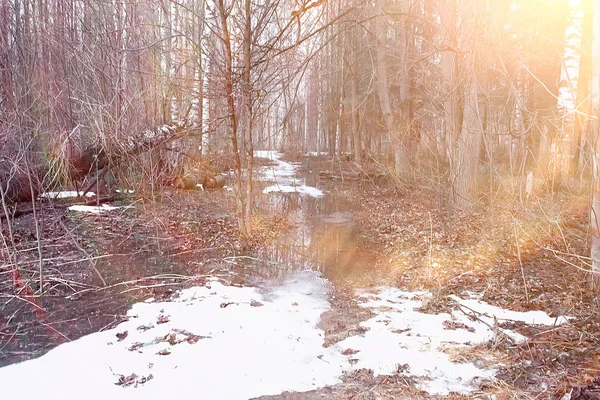 清晨在森林 树木无叶 雪融化 灰色悲伤的森林公园在春天 — 图库照片