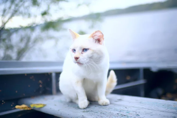 Вуличний Кіт Самотній Кіт Сидить Зовні Домашня Тварина Бродяга — стокове фото