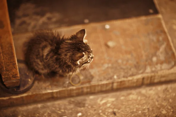 Gato Rua Gato Solitário Sentado Fora Animal Estimação Vadio — Fotografia de Stock