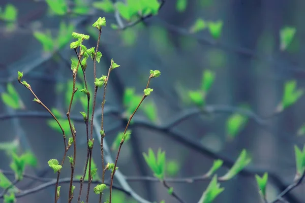 Små Grenar Med Knoppar Blad Fjäder Bakgrund Koncept Friskhet Botanik — Stockfoto