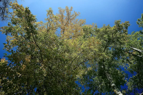Sommer Park Hintergrund Natur Bäume Grüne Blätter Abstrakte Hintergrund Sommer — Stockfoto