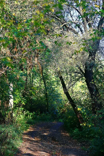 Drzewo Lato Liście Natura Park Tło Widok Zielony — Zdjęcie stockowe