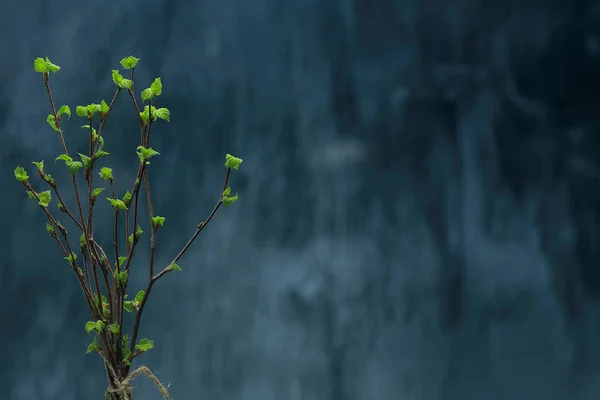 Piccoli Rami Con Foglie Germogli Fondo Primavera Concetto Freschezza Botanica — Foto Stock