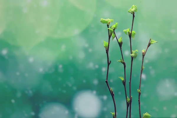 小枝与芽叶 春天背景 概念新鲜植物学青年 — 图库照片