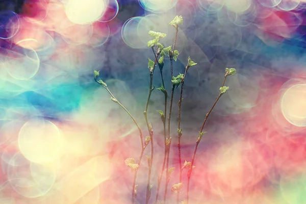 Маленькі Гілки Бутонами Листя Весняний Фон Концепція Свіжості Ботанічна Молодь — стокове фото
