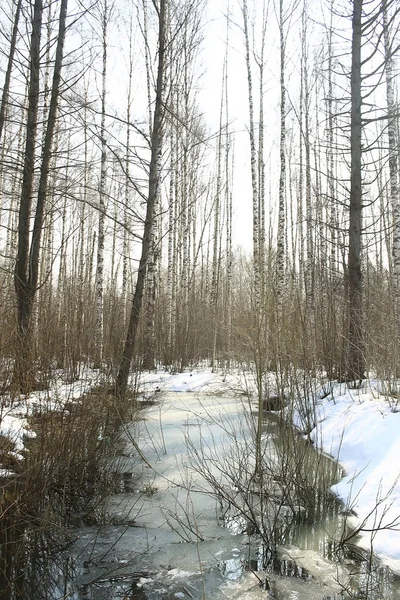 Tidig Vår Skogen Träd Utan Löv Smälter Snön Grå Sad — Stockfoto