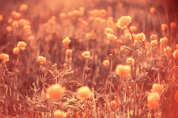 Bahar Veya Yaz Çiçekleri Arka Plan Vintage Tonlama Doğa Manzara — Stok fotoğraf