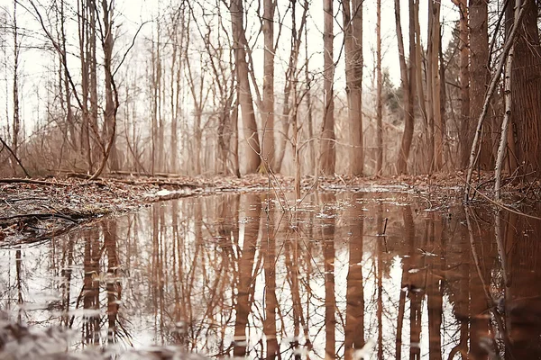 Vorfrühling Wald Bäume Ohne Blätter Schnee Schmilzt Grauer Trauriger Waldpark — Stockfoto