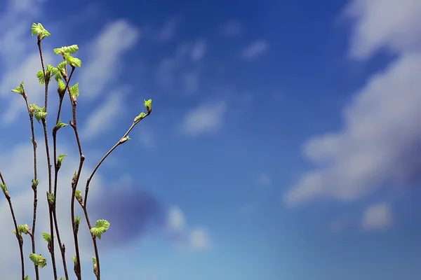 小枝与芽叶 春天背景 概念新鲜植物学青年 — 图库照片