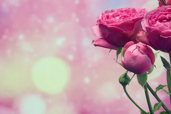 Kytice Růžových Růží Pozadí Prázdninové Pojetí Krásné Růžové Květiny — Stock fotografie