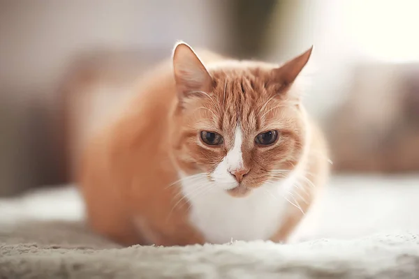 Імбирний Кіт Милий Домашній Улюблений Красивий Кіт Червоний Імбир — стокове фото