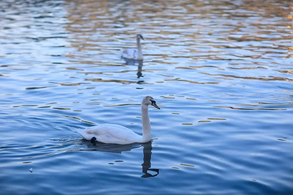 Белые Лебеди Воде Дикие Красивые Птицы Лебеди Природе — стоковое фото