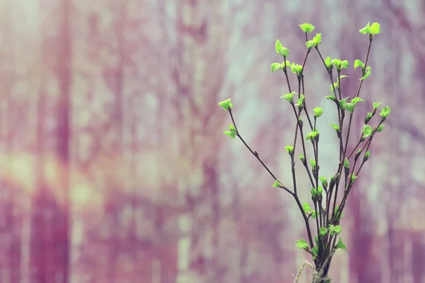 Kleine Takken Met Toppen Bladeren Voorjaar Achtergrond Concept Versheid Plantkunde — Stockfoto