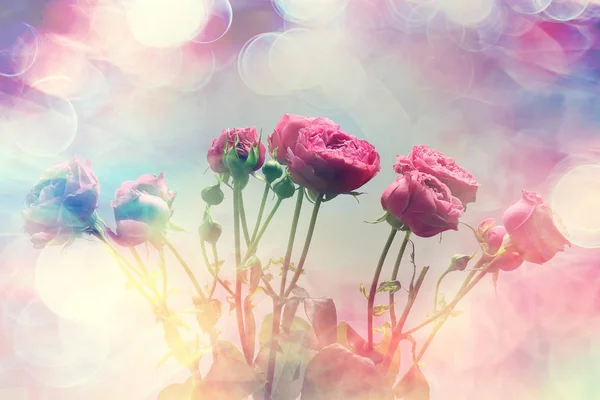 Kytice Růžových Růží Pozadí Prázdninové Pojetí Krásné Růžové Květiny — Stock fotografie