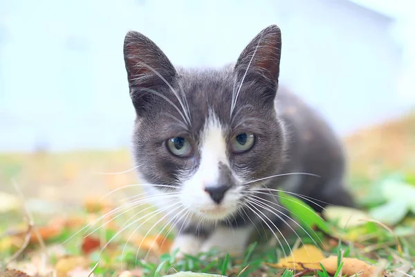 Street Cat Lonely Cat Sitting Pet Stray — Stock Photo, Image