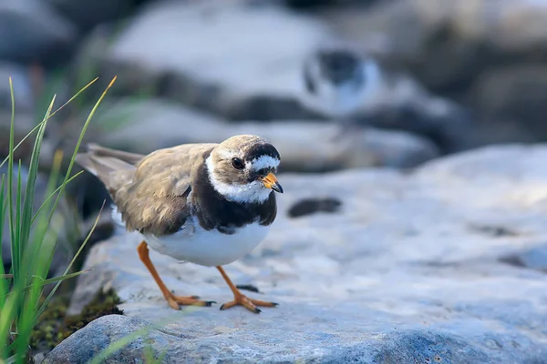 Regenpfeifer Der Natur Wilder Zugvogel Kleiner Regenpfeifer Krawatte — Stockfoto