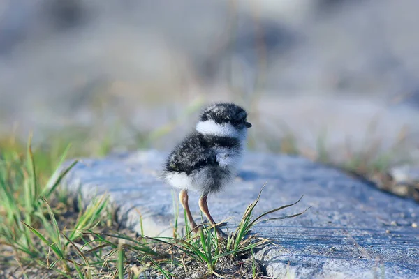 Little Cute Chick Little Gull Wild Beautiful Chick Wild — Stock Photo, Image