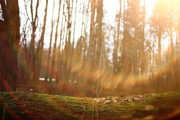 Tidig Vår Skogen Träd Utan Löv Smälter Snön Grå Sad — Stockfoto