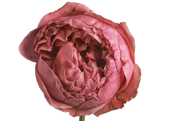Růže Bílá Pozadí Izolovaný Pupen Červené Růžové Květiny — Stock fotografie