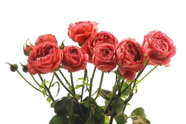 Rose Fond Blanc Bourgeon Isolé Rose Rouge Fleur — Photo