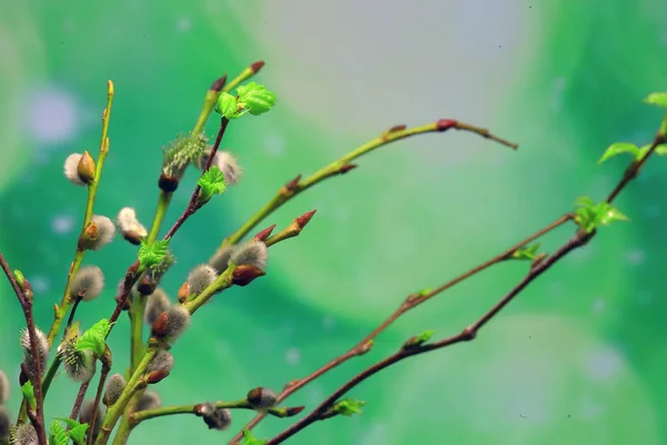 小枝与芽叶 春天背景 概念新鲜植物学青年 — 图库照片