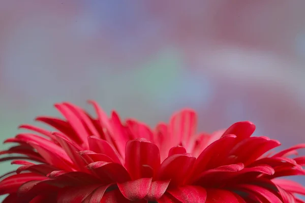 Rote Gerbera Blume Rote Schöne Sommerblume Aroma Duft Konzept — Stockfoto