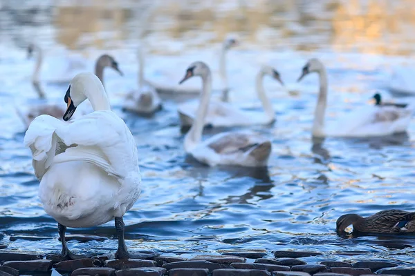 Weiße Schwäne Wasser Wilde Schöne Vögel Schwäne Der Natur — Stockfoto