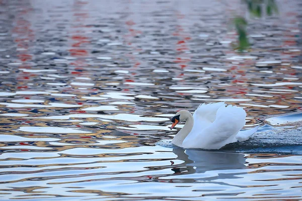 Vita Svanar Vattnet Vilda Vackra Fåglar Svanar Naturen — Stockfoto