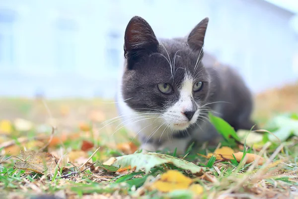 Gato Callejero Gato Solitario Sentado Fuera Mascota Extraviado —  Fotos de Stock