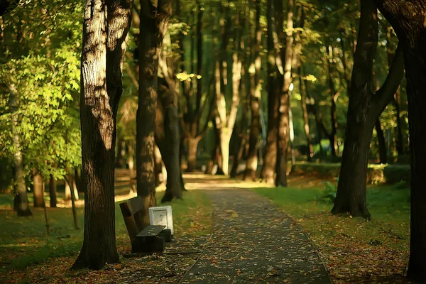 Καλοκαιρινό Πάρκο Φόντο Δέντρα Φύση Πράσινα Φύλλα Αφηρημένο Φόντο Καλοκαιρινή — Φωτογραφία Αρχείου