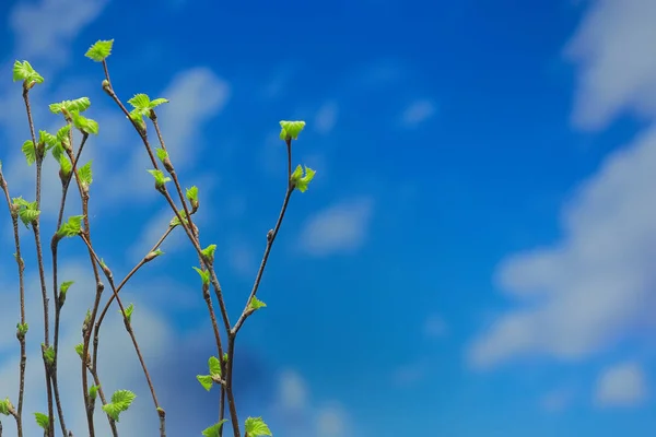 小枝与芽叶 春天背景 概念新鲜植物学青年 — 图库照片