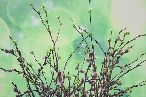 Ramas Pequeñas Con Brotes Hojas Fondo Primavera Concepto Frescura Botánica —  Fotos de Stock
