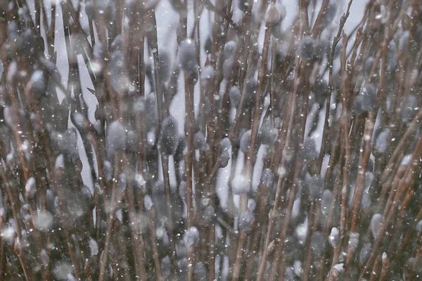 Pussy Willow Willow Grenar Bloom Spring Concept Påskhelgen Bakgrund — Stockfoto