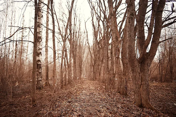 Kora Tavasszal Erdőben Fák Levelek Nélkül Olvad Szürke Szomorú Erdei — Stock Fotó