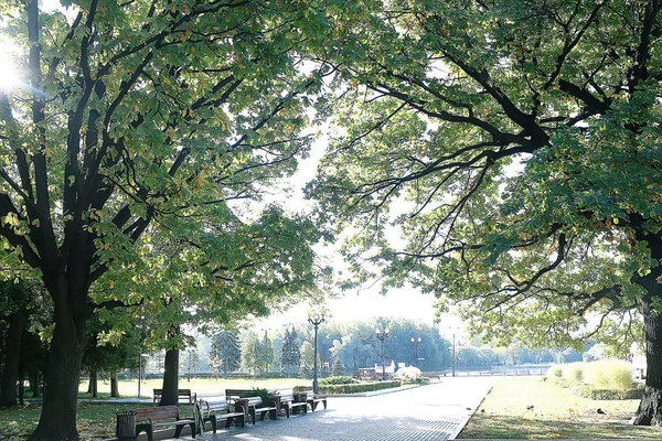 Summer Park Background Nature Trees Green Leaves Abstract Background Summer — Stock Photo, Image