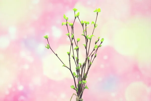 Small Branches Buds Leaves Spring Background Concept Freshness Botany Youth — Stock Photo, Image