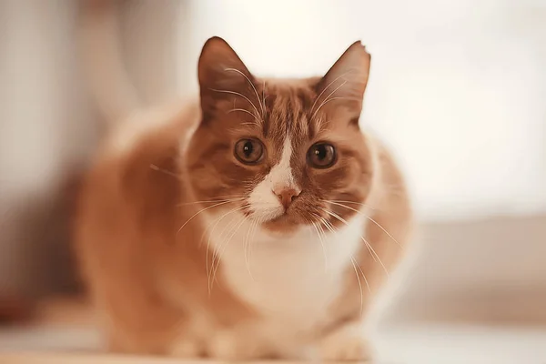 Τζίντζερ Γάτα Χαριτωμένο Κατοικίδιο Ζώο Όμορφη Γάτα Κόκκινο Τζίντζερ — Φωτογραφία Αρχείου