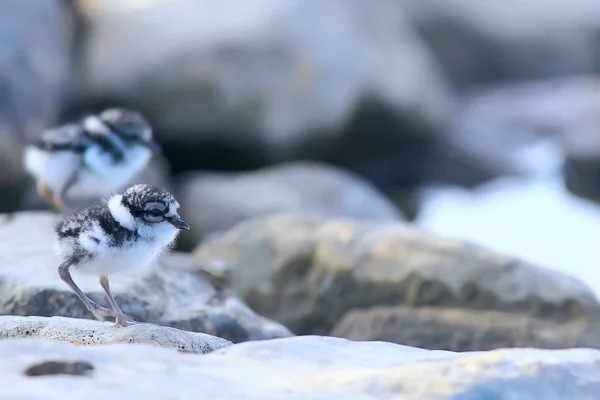 Pequeno Bonito Pinto Pouco Gaivota Selvagem Belo Pinto Selvagem — Fotografia de Stock