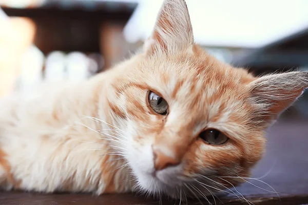 Gato Gengibre Animal Estimação Bonito Gato Bonito Gengibre Vermelho — Fotografia de Stock